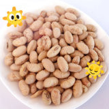 Kaşer Halal Sertifikalı Kaplı Kızarmış baharatlı Sarı Edamame Soya Fasulyesi Atıştırmalıkları ISO Onaylı