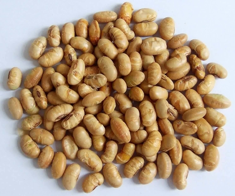 Kaşer Halal Sertifikalı Kaplı Kızarmış baharatlı Sarı Edamame Soya Fasulyesi Atıştırmalıkları ISO Onaylı